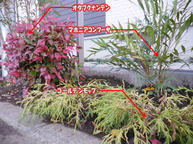 千葉県　外構　エクステリア　植栽